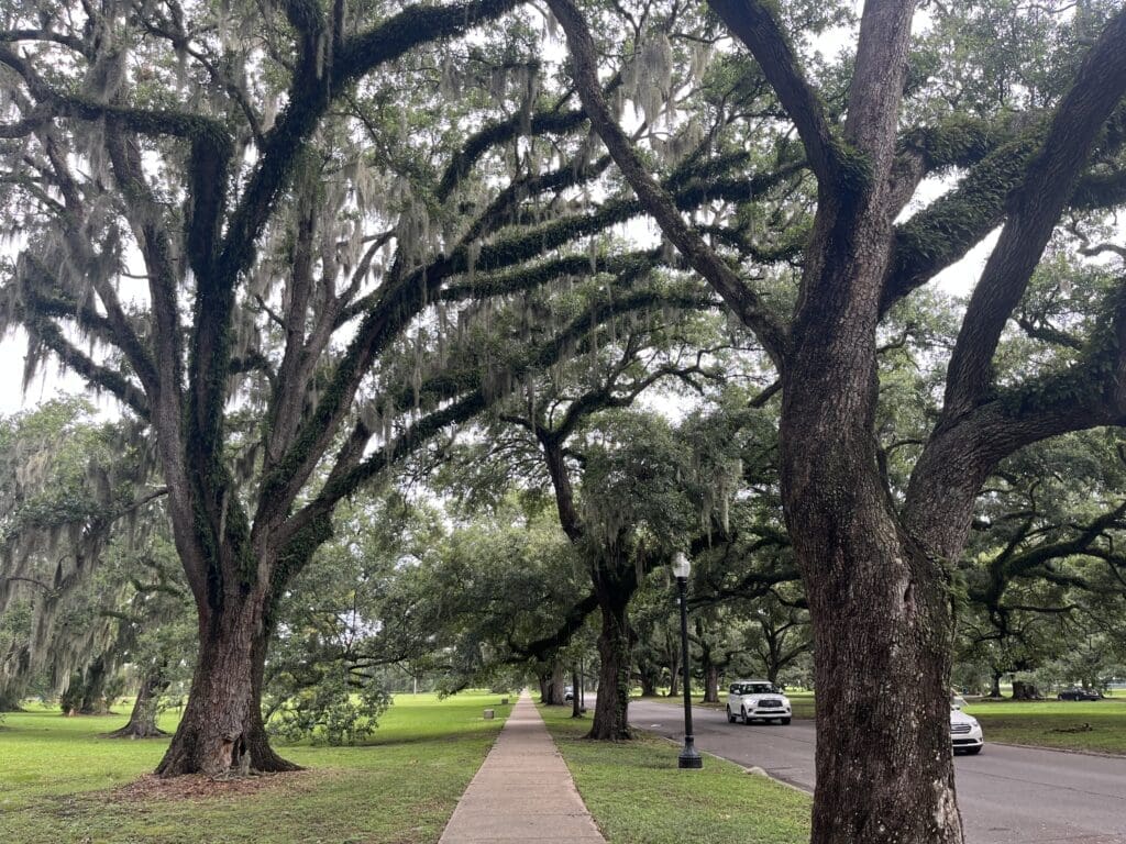 Urban tree coverage to help beat the urban heat islands